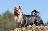 YORKSHIRE TERRIER 262